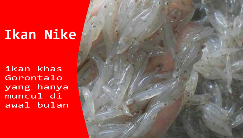 ikan nike ilepao gorontalo makanan ramah iklim